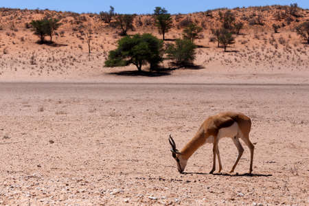 Springbok Antidorcas marsupialis in Kgalagadi Transfontier park, South Africa. wildlife photographyの写真素材