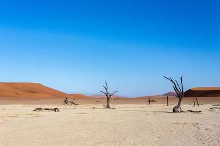 beautiful sunrise landscape of hidden Dead Vlei in Namib desert with blue sky, this is best place of Namibiaの写真素材