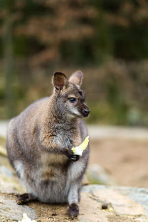 Closeup of a Red-necked Wallaby kangaroo (Macropus rufogriseus) Female with hidden baby in bagの写真素材
