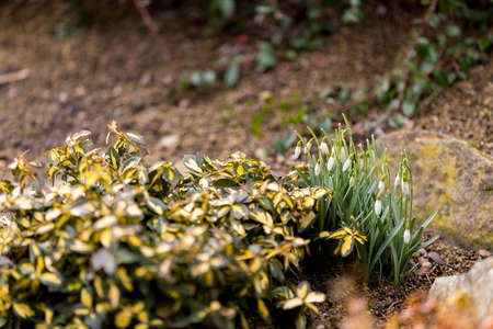 Galanthus Snowdrop bloom in garden with shallow focus, the firts spring messengerの写真素材