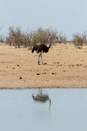 Ostrich, Struthio camelus in Etosha, Namibia, true wildlife photographyの写真素材