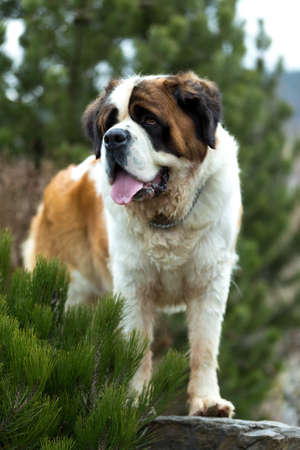 Portrait of a nice St. Bernard dog, female in the spring gardenの写真素材