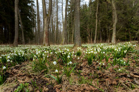 early spring snowflake flowers in march, leucojum vernum, group in a spring forestの写真素材