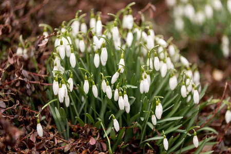 first srping flower Galanthus Snowdrop bloom in spring gardenの写真素材