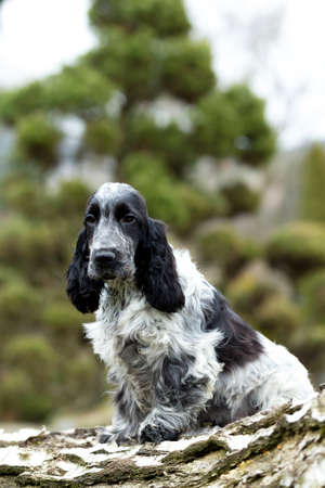 outdoor portrait of sitting puppy of english cocker spaniel, european champion, breeding stationの写真素材