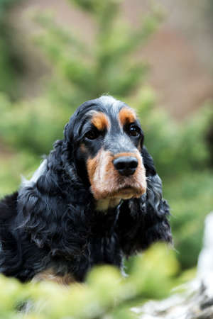 outdoor portrait of sitting english cocker spaniel, european champion, breeding stationの写真素材