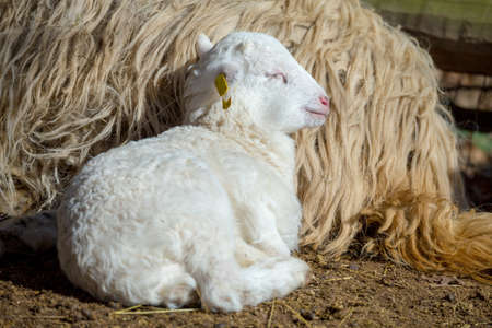 Sheep with small lamb on rural farm. Lamb is Easter holiday symbolの写真素材