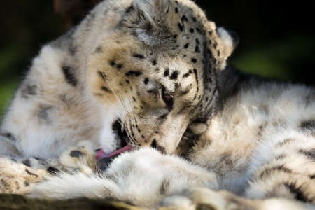 side portrait of snow leopard - Irbis, Uncia uncia with shallow focus