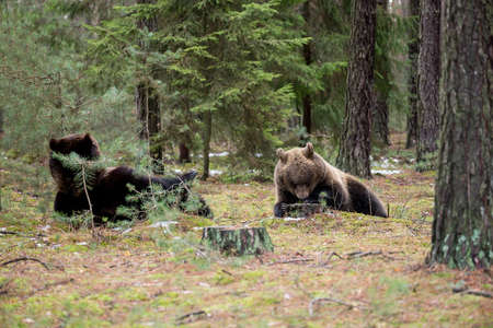 big female of brown bear (Ursus arctos) in winter forest, Europe, Czech republicの写真素材