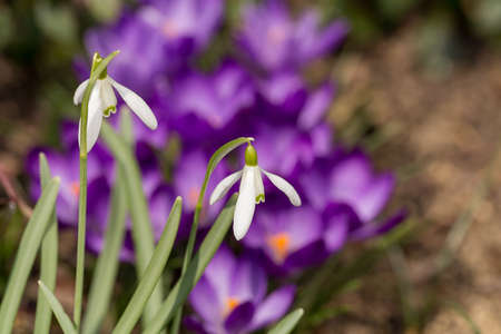 first flower Galanthus Snowdrop bloom in spring garden
