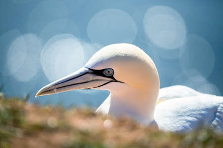 Northern gannet (Sula bassana), detail head portrait of beautiful sea bird, sitting on the nest with blue sea water in the background, Helgoland island, Germanyの写真素材
