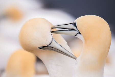 Northern gannet (Sula bassana), detail head portrait of beautiful sea bird, birds in love with blue...