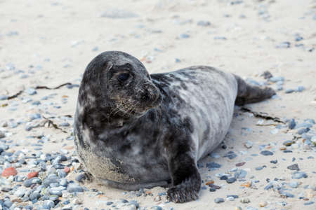 Young atlantic Grey Seal, Halichoerus grypus, detail portrait, at the beach of island Helgoland, Dune, Germany in springの写真素材