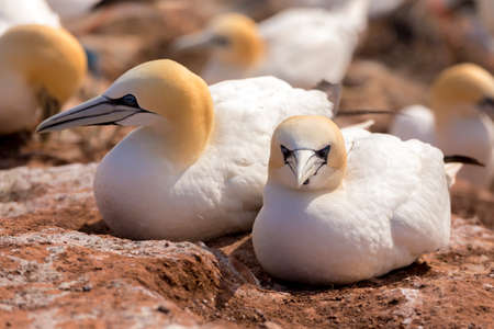 Northern gannet (Sula bassana), detail head portrait of beautiful sea bird, sitting on the nest with blue sea water in the background, Helgoland island, Germanyの写真素材
