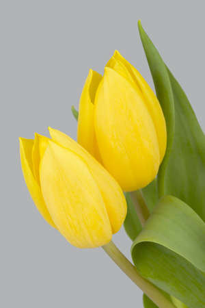 Beautiful bouquet of spring yellow tulips on grey backgroundの写真素材