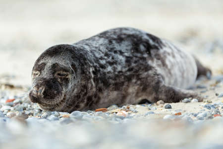 Young atlantic Grey Seal, Halichoerus grypus, detail portrait, at the beach of island Helgoland, Dune, Germany in springの写真素材