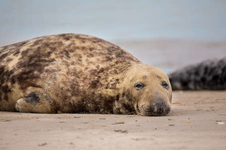 Atlantic Grey Seal, Halichoerus grypus, at the beach of island Helgoland, Dune, Germany in springの写真素材