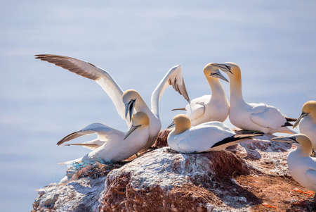 Northern gannet (Sula bassana), beautiful sea bird, sitting on the nest with blue sea water in the background, Helgoland island, Germanyの写真素材