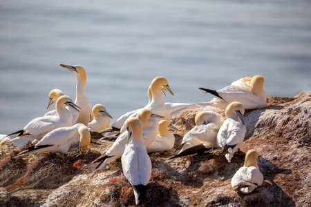 Northern gannet (Sula bassana), beautiful sea bird, sitting on the nest with blue sea water in the background, Helgoland island, Germanyの写真素材