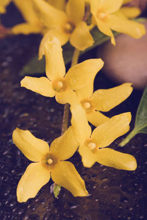 pebbles and yellow flower on black with water drops, ZEN stone, on black background, spa tranquil...