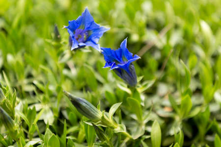 Trumpet gentiana blue spring flower in garden for backgroundの写真素材