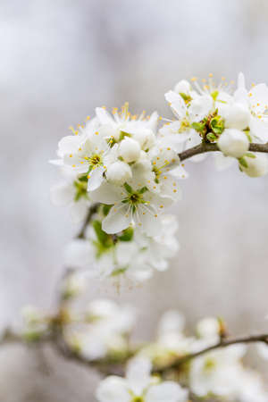 Blossoming tree spring with very shallow focus background or backdrop use