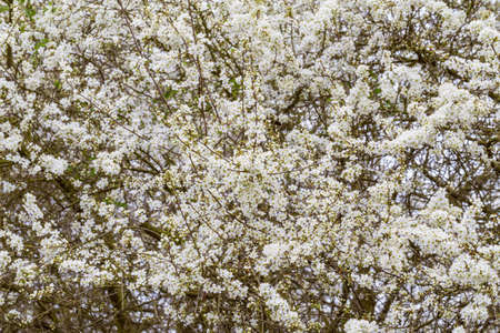 Blossoming tree spring with very shallow focus background or backdrop use