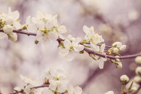 Blossoming tree spring with very shallow focus background or backdrop use in retro color, pink toneの写真素材