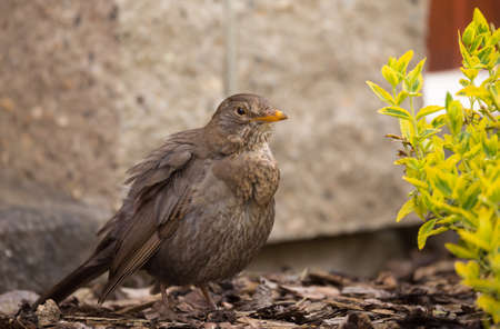female of Common blackbird (Turdus merula) on in spring gardenの写真素材
