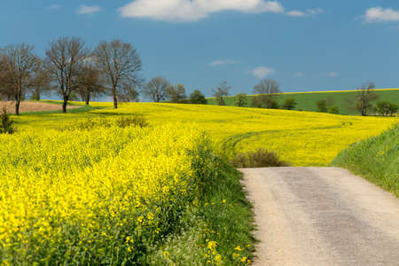 Beautiful summer rural landscape with rape field and blue sky. Rural landscape. Spring landscape. Yellow rape field in countryside. Beautiful countrysideの写真素材