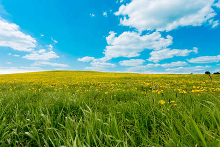Field of spring flowers dandelions, Dandelion meadow. Yellow dandelion on meadow hill, against blue...