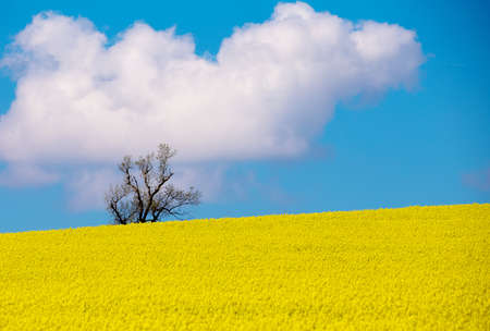 Beautiful summer rural landscape with rape field and blue sky. Rural landscape. Spring landscape. Yellow rape field in countryside. Beautiful Czech highland countrysideの写真素材