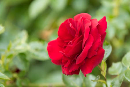 beautiful red roses in garden, romantic love scene in spring gardenの写真素材