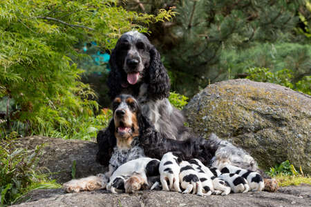 English Cocker Spaniel family, caring female mother with nine very small puppies, 14 days old dogs outdoor on pock. Puppies drinking milk.の写真素材