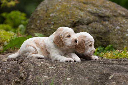 two small purebred English Cocker Spaniel puppy, 24 days old playing outdoor on green grass. First time without motherの写真素材