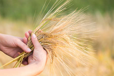 Wheat ears barley in the hand. Harvest agriculture summer concept. Woman hand with golden cereal.の写真素材