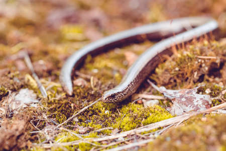 Slow Worm or Blind Worm, Anguis fragilis. Slow Worm lizards are often mistaken for snakes. His food is generaly pest insects. Shallow focus to eye. Czech nature and wildlifeの写真素材