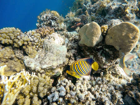 Coral and fish in the Red Sea. In front butterfly fish, in background coral garden and sea with other coral fish. Safaga, Egypt.の写真素材