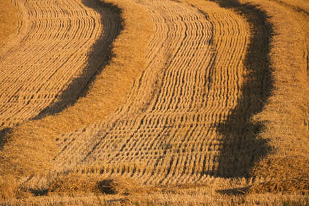 harvested field with straw lines with shadows from evening sun, summer agriculture concept, czech...