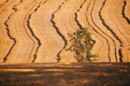 harvested field with straw lines with shadows from evening sun and alone green tree, summer agriculture concept, czech republicの写真素材