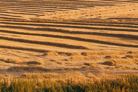 harvested field with straw lines with shadows from evening sun, summer agriculture concept, czech republicの写真素材