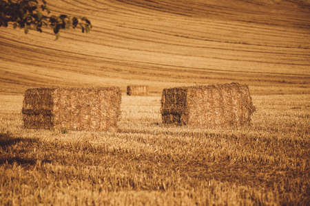 harvested field with straw lines with shadows from evening sun and with straw bales, summer agriculture concept, czech republicの写真素材