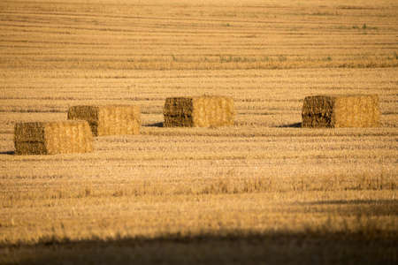 harvested field with straw lines with shadows from evening sun and with straw bales, summer...