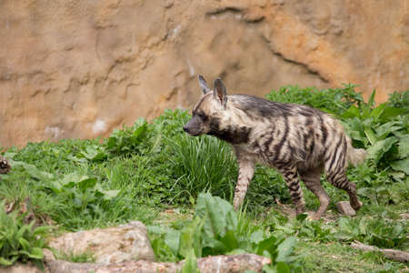 Striped hyena (Hyaena hyaena), species of hyaena native to North and East Africaの写真素材