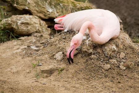 nesting Rose Flamingo with eng in nest, Phoenicopterus roseusの写真素材