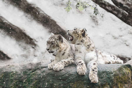 family of big cat, snow leopard - Irbis, Uncia uncia with snowy weather