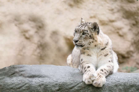 side portrait of big famous cat, snow leopard - Irbis, Uncia uncia