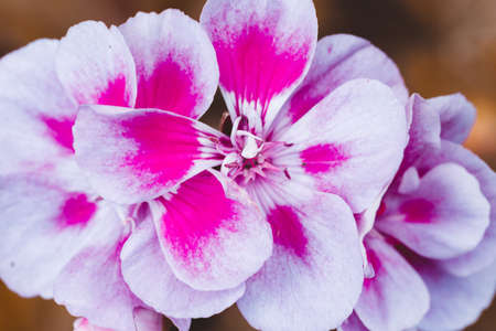 Pink bicolor geraniums in the home summer gardenの写真素材