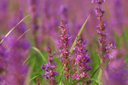 Tall pink  flowers in summer meadow bending by the wind and shallow focus. Evening sunny pasture summer sceneの写真素材