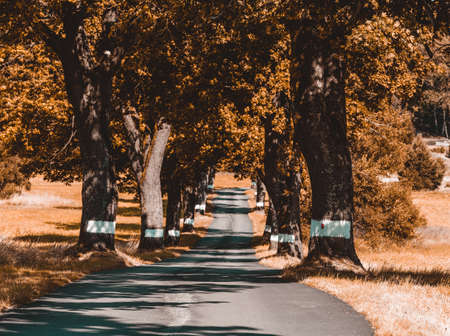 Beautiful asphalt road and tree alley. Summer rural landscape. Abstract colored vintage tone trees in rural countryside landscape. Beautiful Czech highland countrysideの写真素材